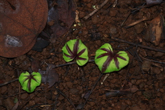 Nervilia infundibulifolia