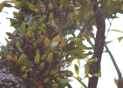 Bulbophyllum sterile