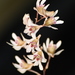 Dendrobium turbinatum - Photo (c) Mayuresh Kulkarni, some rights reserved (CC BY-NC), uploaded by Mayuresh Kulkarni