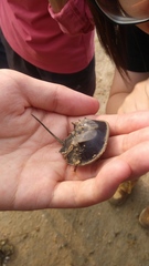 Tachypleus tridentatus