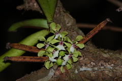 Smithsonia viridiflora