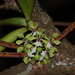 Smithsonia viridiflora - Photo 由 Mayuresh Kulkarni 所上傳的 (c) Mayuresh Kulkarni，保留部份權利CC BY-NC