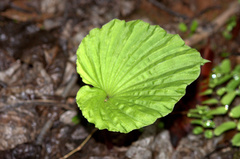 Nervilia concolor