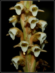 Peristylus plantagineus