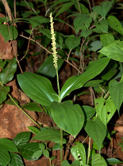 Peristylus plantagineus