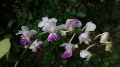 Aerides crispa