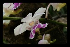 Aerides crispa