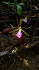 Nervilia infundibulifolia