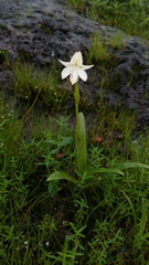 Habenaria suaveolens