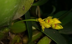 Bulbophyllum sterile
