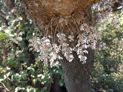 Dendrobium turbinatum