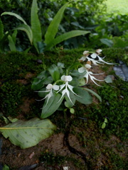 Habenaria crinifera