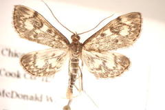 Anania tertialis