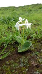 Habenaria grandifloriformis