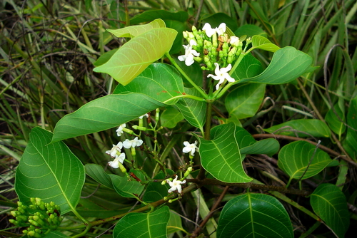 Secondatia