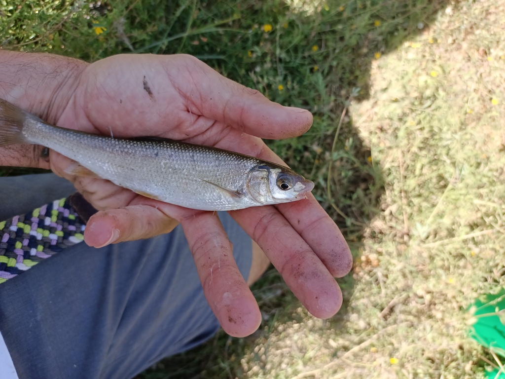 Southern straight-mouth nase (Pseudochondrostoma willkommii) — Cyprinidae