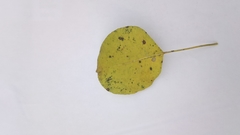 Pyrus communis pyraster