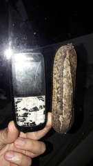 Phyllocaulis tuberculosus