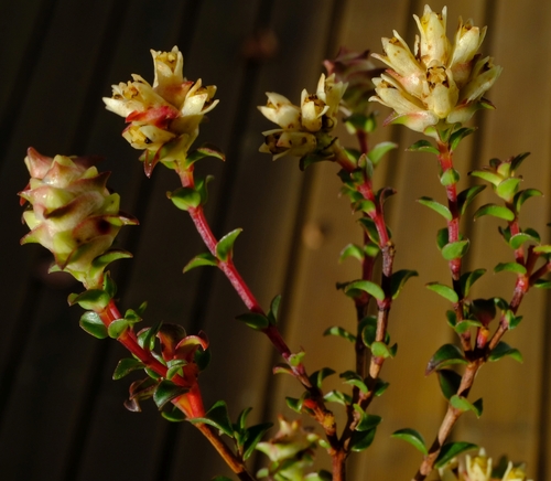 Langeberg Brickleaf (Penaea dahlgrenii)