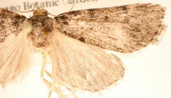 Aglossa pinguinalis
