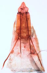 Aglossa pinguinalis