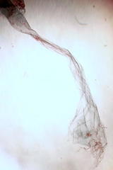 Aglossa pinguinalis