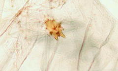 Aglossa pinguinalis