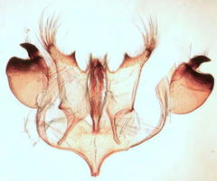 Cephitinea obscurostrigella