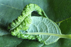 Euura leucapsis