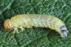 Euura leucapsis