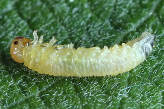 Euura leucapsis