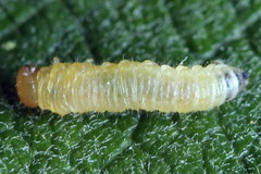 Euura leucapsis