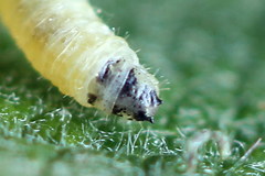 Euura leucapsis