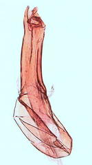 Scrobipalpa