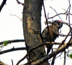 Chloropicus namaquus