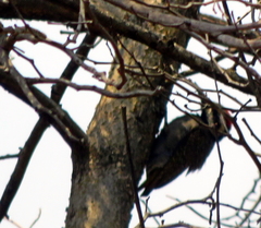 Chloropicus namaquus