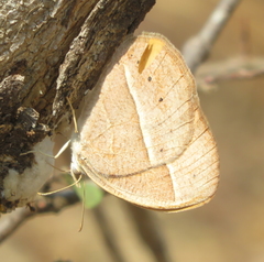 Brakefieldia simonsii