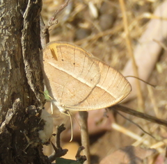 Brakefieldia simonsii