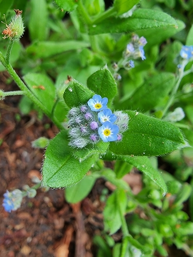 Myosotis arvensis image