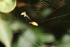 Arachnura melanura