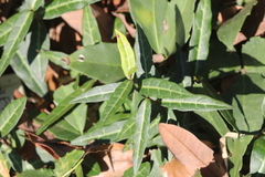Trachelospermum jasminoides