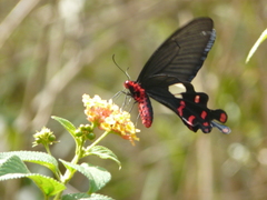 Byasa polyeuctes