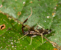 Entomobryoidea