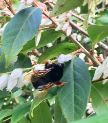Bombus eximius