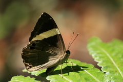 Abisara fylla