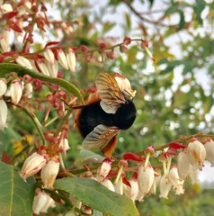 Bombus eximius
