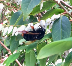 Bombus eximius