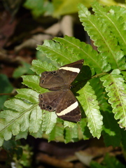 Abisara fylla