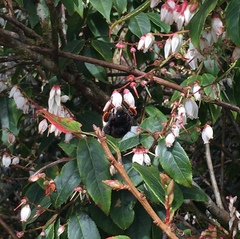 Bombus eximius