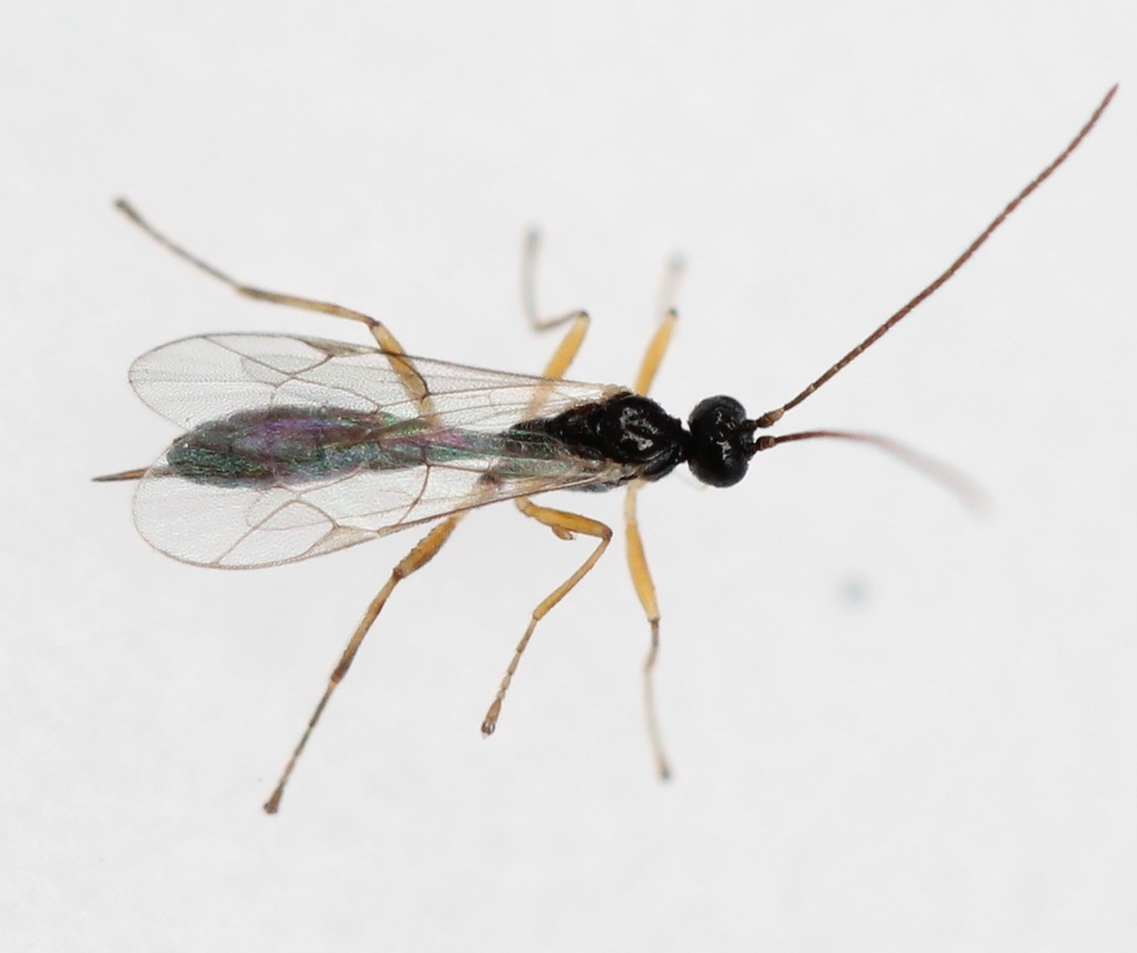 Acrodactyla